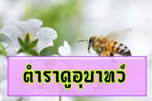 ตำราดูอุบาทว์