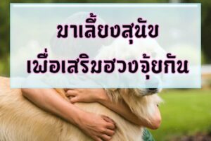 มาเลี้ยงสุนัขเพื่อเสริมฮวงจุ้ยกัน